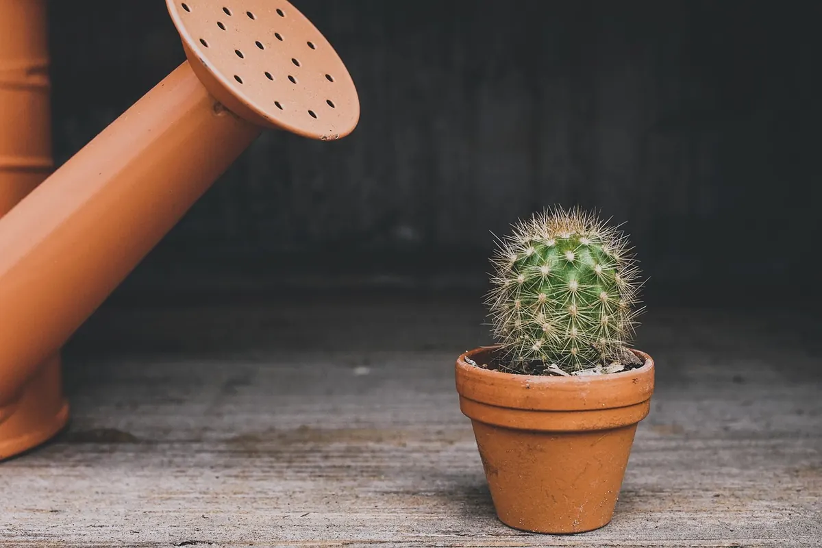 7 Common Watering Mistakes That Are Killing Your Plants