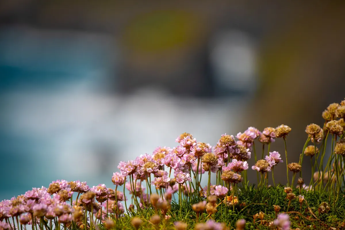 Best Plants for a Coastal Garden: Salt-Tolerant Choices for Seaside Homes