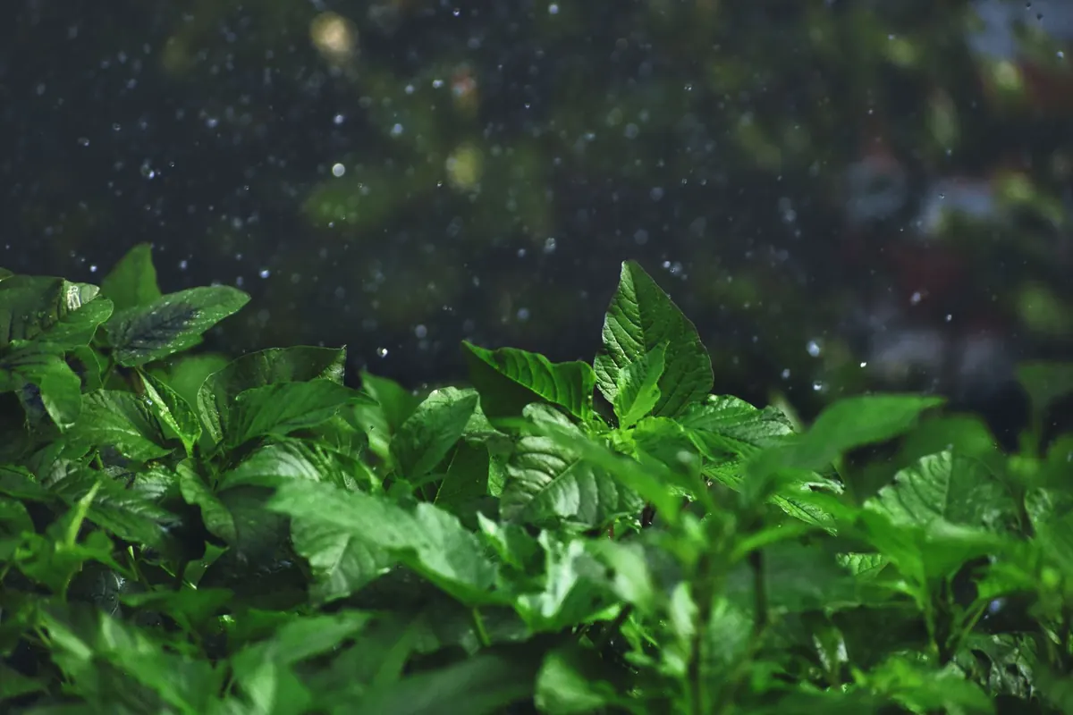 How to Garden in the Rain: Gear and Tips for Wet Weather