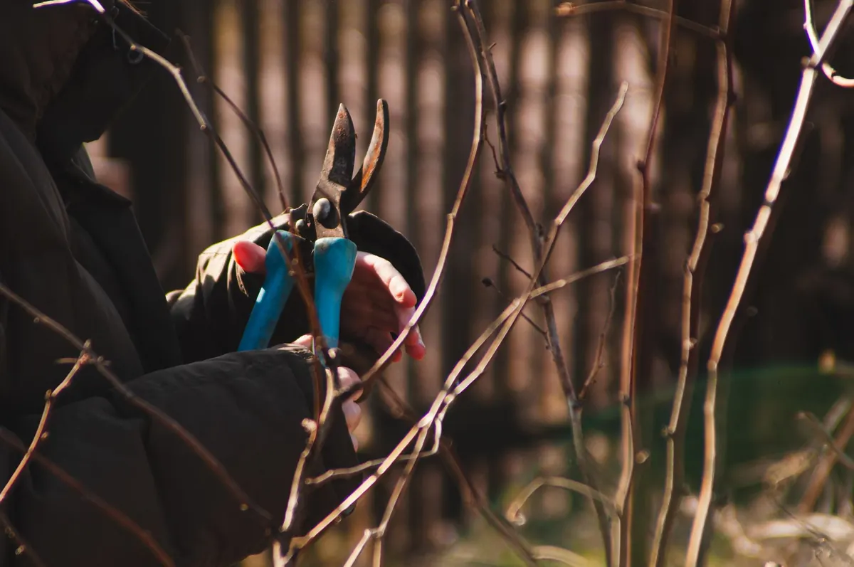 How to Sharpen Pruning Shears in 5 Simple Steps
