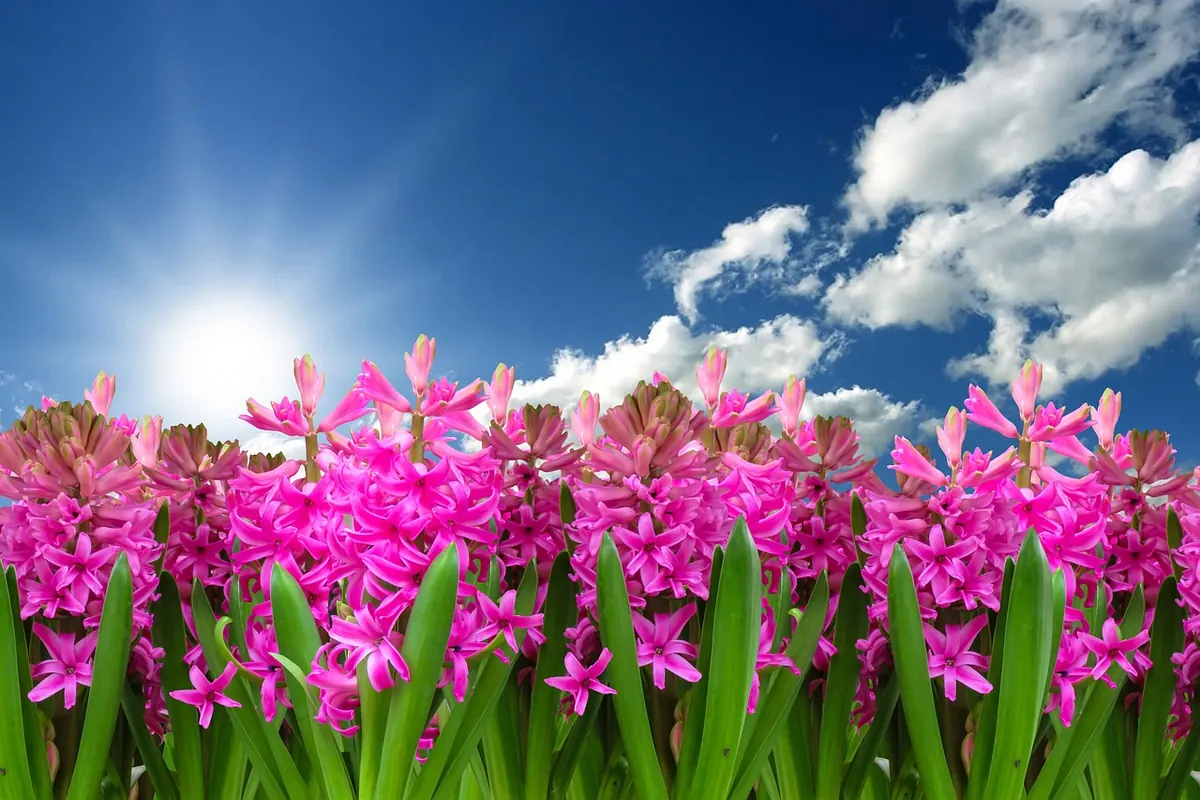 Spring Garden Preparation Checklist: 15 Tasks to Complete Before Planting